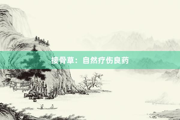接骨草：自然疗伤良药